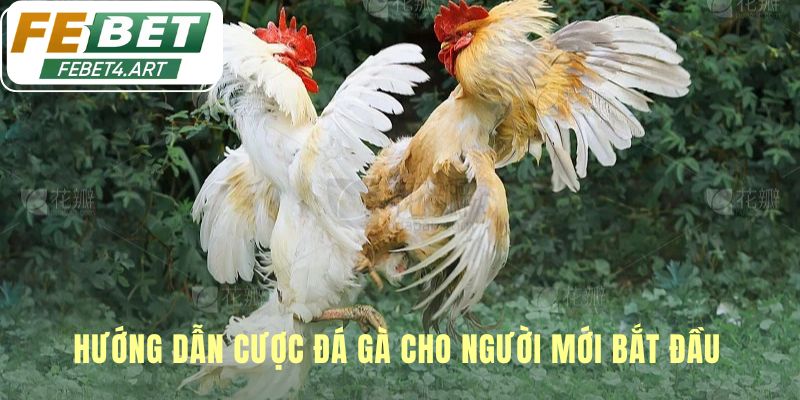 Hướng dẫn cược đá gà đơn giản chỉ với năm bước cơ bản